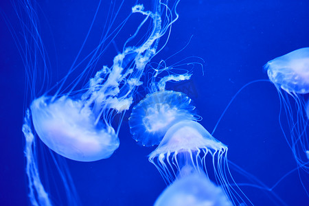 荧光海洋摄影照片_蓝色背景、海洋中的荧光水母