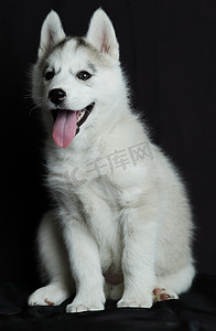 小西伯利亚哈士奇小狗，白色与黑色