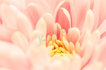花卉背景粉色摄影照片_抽象花卉背景，粉红色的菊花。