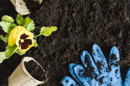 观花植物摄影照片_黄色三色堇花植物泥炭盆蓝色园艺手套肥沃的土壤。