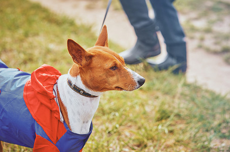 春装季末清仓摄影照片_Basenji 狗肖像，穿着春装，在绿草的背景下在雨中散步。Basenji 直视镜头