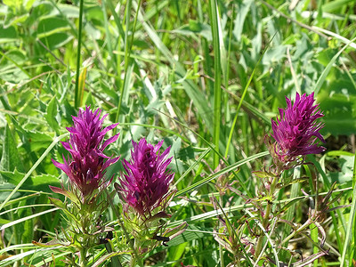 草地上发现的 Melampyrum arvense 的花朵