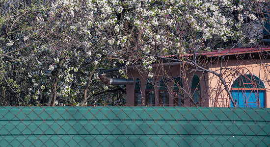 樱花中的乡间别墅矗立在由 rabitsa 网制成的绿色栅栏后面