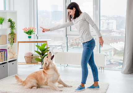 金毛摄影照片_训练金毛猎犬的年轻女孩