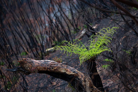 澳大利亚灌木丛生火后，树蕨茂盛生长