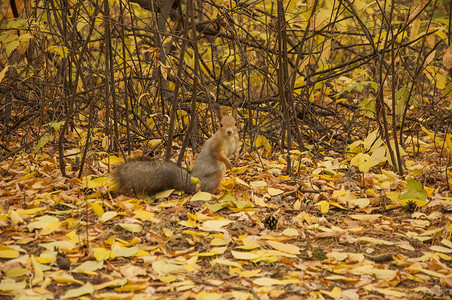 搜索秋天摄影照片_秋天森林里的红松鼠
