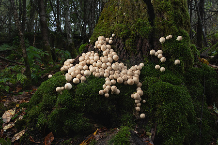 森林里的树桩上生长着一大群被称为马勃的可食用的石松蘑菇