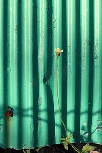草、栅栏旁的小花、镀锌板、绿色镀锌板上的小花旧背景早晨设计