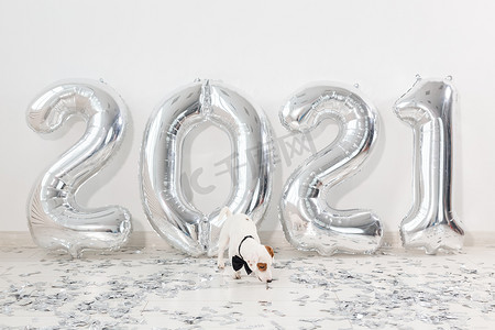 杰克罗素梗犬，带着气球，数字为 2021。新年庆祝活动。
