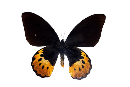 美目摄影照片_带黄色翅膀的蝴蝶，隔离在白色，arnithoptera goliathus supremus