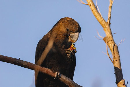 凤头鹦鹉摄影照片_以 allocasuarina diminuta 为食的雄性光面黑凤头鹦鹉