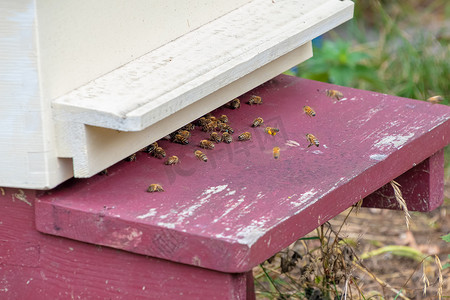 蜜蜂飞进飞出蜂箱