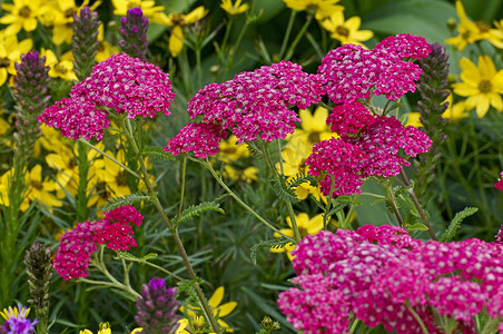 彩色边框中的 Achillea millefolium 细节