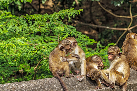 雅拉国家公园的斯里兰卡猴子