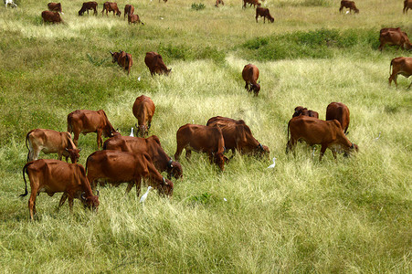 牛和公牛在茂密的草地上吃草