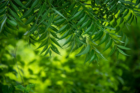 治愈森林摄影照片_Azadirachta indica - 印楝树叶的一个分支。
