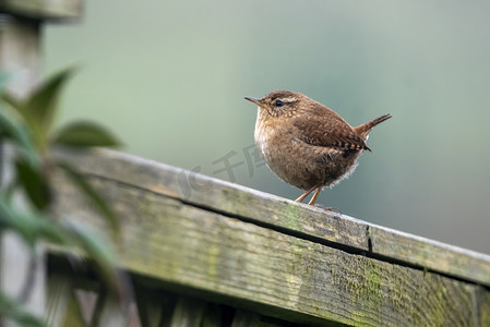 英国花园摄影照片_鹪鹩鸟栖息在栅栏上，这是一个常见的英国花园，所以