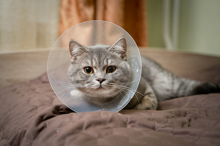 沙发猫摄影照片_手术后，戴着 platsik 兽医项圈的灰色苏格兰直耳猫悲伤地躺在家里的沙发上。