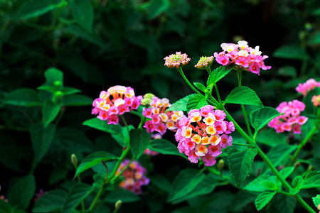 粉色马缨丹花，Phakakrong（泰语）在绿色美丽清新的背景上绽放小春天