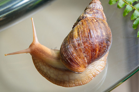 一只白色的大蜗牛爬过玻璃桌，摆动着触角。