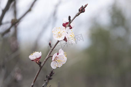 中野摄影照片_乌克兰基辅，2014 年 4 月：森林中野李的盛开