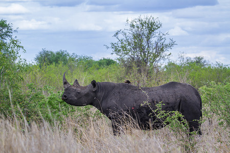 南非克鲁格国家公园的黑犀牛