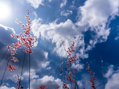 纳塔尔红宝石草花在明亮的阳光和蓬松的云彩中