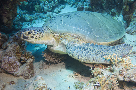 在海底的大绿海龟