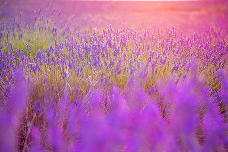 植物阳光摄影照片_美丽的薰衣草田在日落时呈粉红色