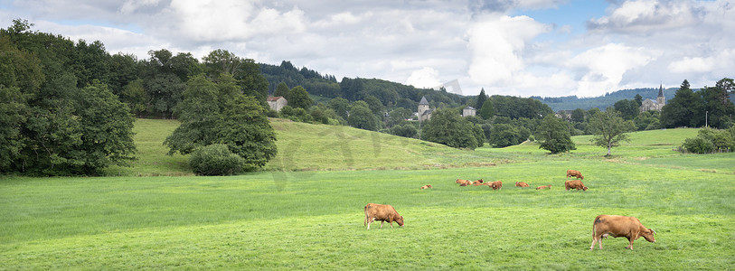 棕色奶牛在离法国利摩日市不远的村庄附近的绿色草地上吃草