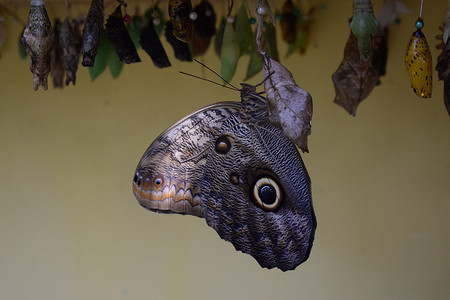 中柱摄影照片_加勒比海岛屿阿鲁巴岛棕榈滩蝴蝶农场色彩艳丽的彩色蝴蝶