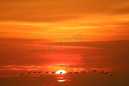 反射太阳黎明在海上剪影一群飞鸟在天空