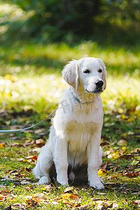 金色培训摄影照片_拴着皮带的金毛小狗坐在绿草上，上面覆盖着秋叶