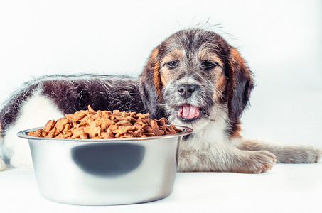 狗狗吃东西摄影照片_毛茸茸的小狗杂种从一碗干粮里吃东西