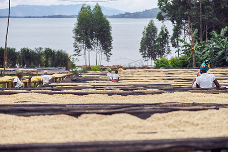 非洲雇主正在洗涤中心从事咖啡豆生产
