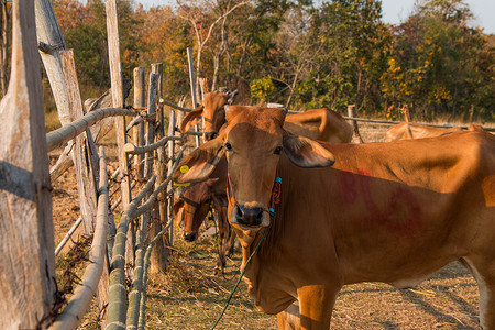 泰国的奶牛运输，救赎者生活着奶牛