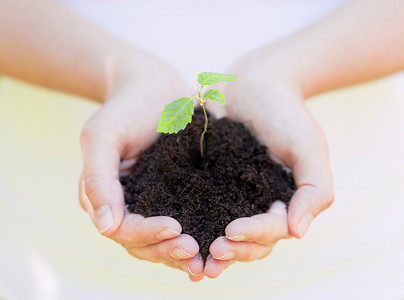 土壤中的小植物、新生命或园艺概念