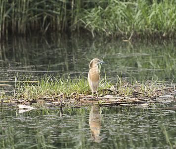 漂浮的羽毛摄影照片_Squacco 苍鹭栖息在漂浮的芦苇筏上
