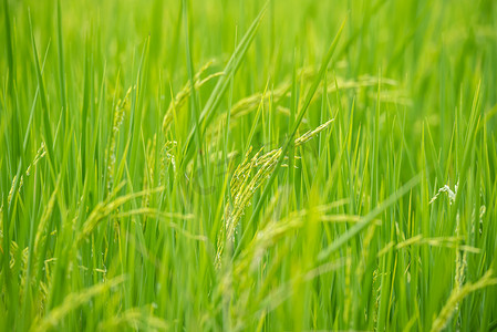 春天稻田摄影照片_稻田的性质在稻田上