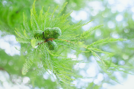 小树叶树枝摄影照片_阳光明媚的柔和柏树枝，枝叶茂盛，绿锥