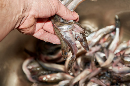 手工分拣海中捕获的新鲜生香鱼