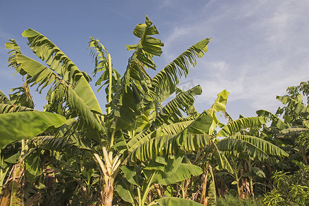香蕉芭蕉摄影照片_热带农场种植园的香蕉植物