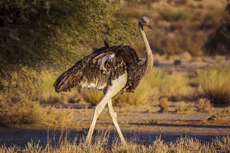 沙漠黄昏摄影照片_南非 Kgalagadi 跨境公园的非洲鸵鸟