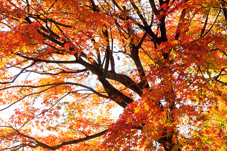 秋季红鸡爪槭的枝条