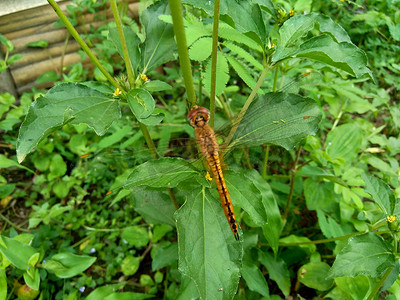 结节杂草（也称为 Synedrella nodiflora、synderella 杂草）具有自然背景。