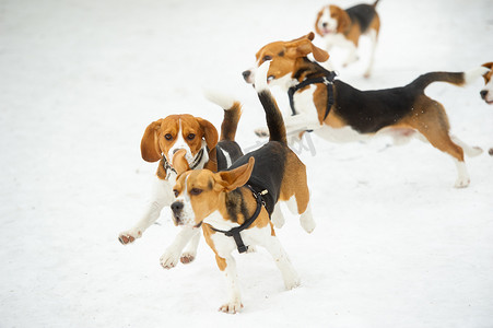 比格犬的狗在冬天的户外雪地里玩耍