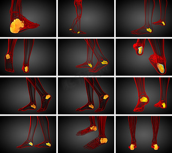 跟骨骨的 3d 渲染医学插图