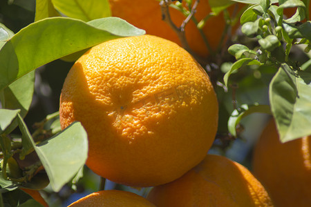 橘子摄影照片_橙树与新鲜的橙子