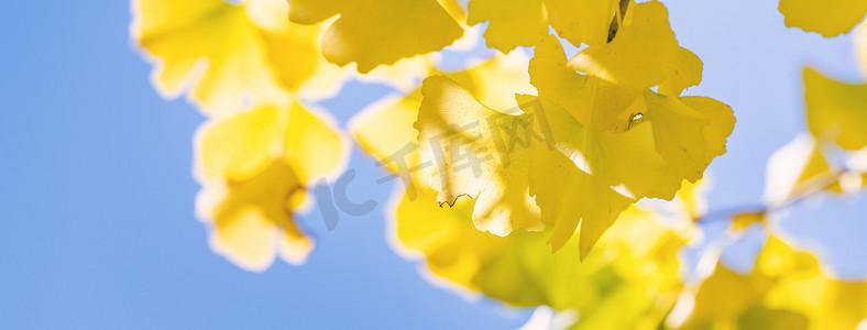 设计理念-美丽的黄色银杏树，银杏树叶在秋季阳光明媚的日子里阳光明媚，特写，散景，模糊的背景。