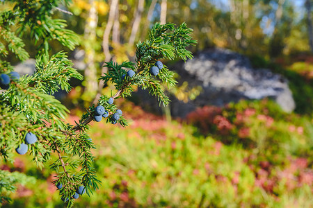 芬兰北部的绿色杜松灌木与浆果